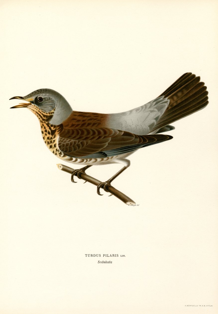 Kramsvogel door Magnus Ferdinand and Wilhelm von Wright