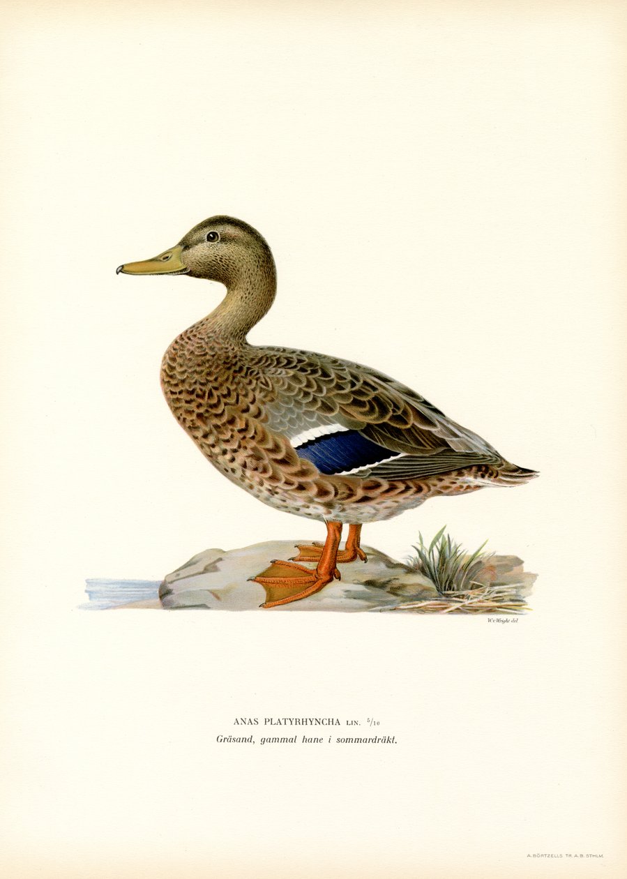 Wilde Eend door Magnus Ferdinand and Wilhelm von Wright