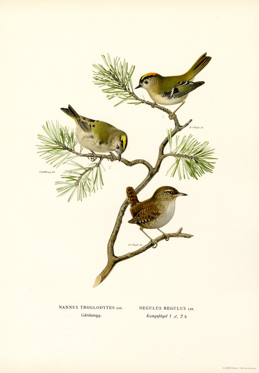Winterkoning door Magnus Ferdinand and Wilhelm von Wright