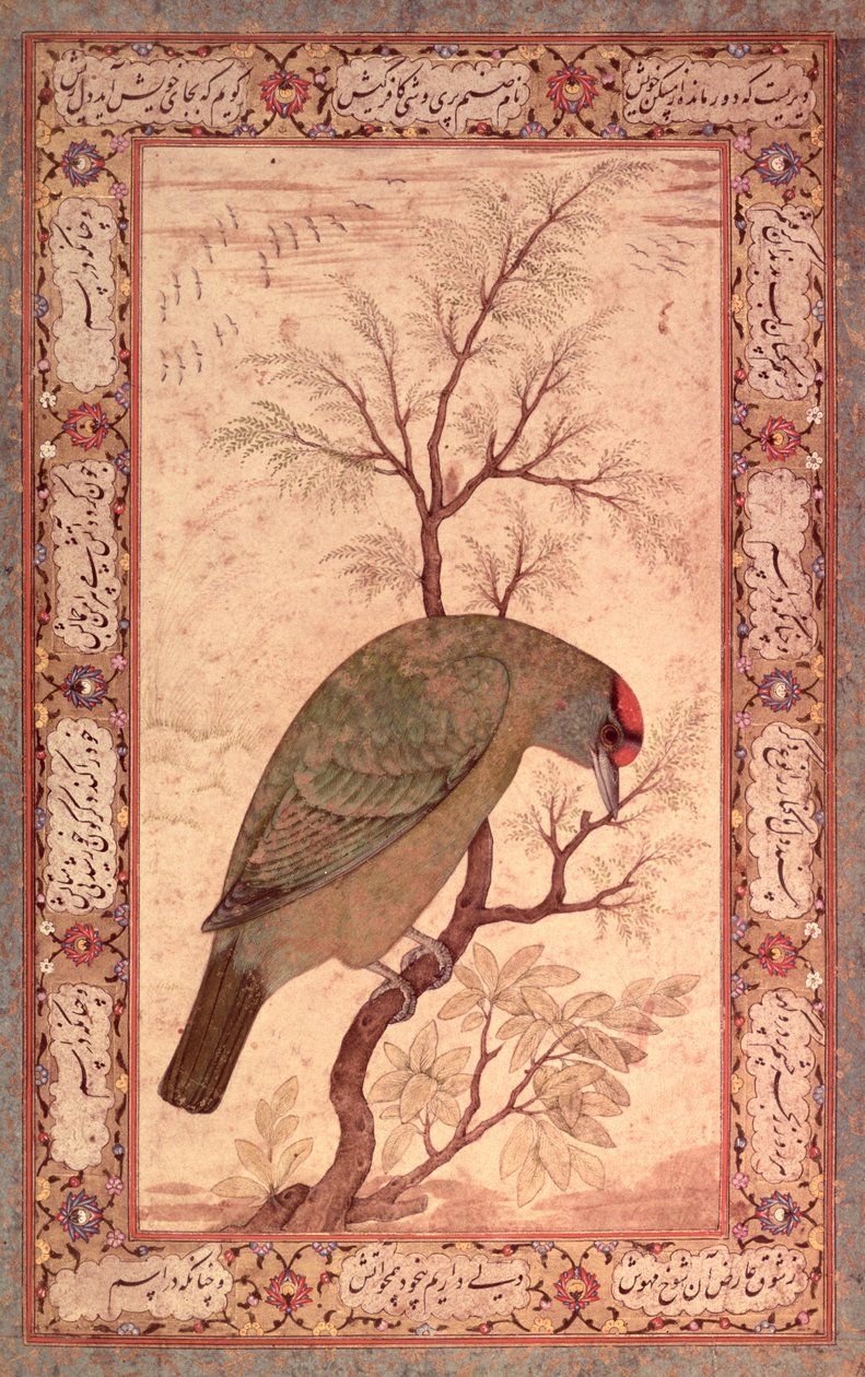 Een Barbet (Himalaya blauwkeelvogel) Jahangir Periode, Mughal, 1615 door Mansur