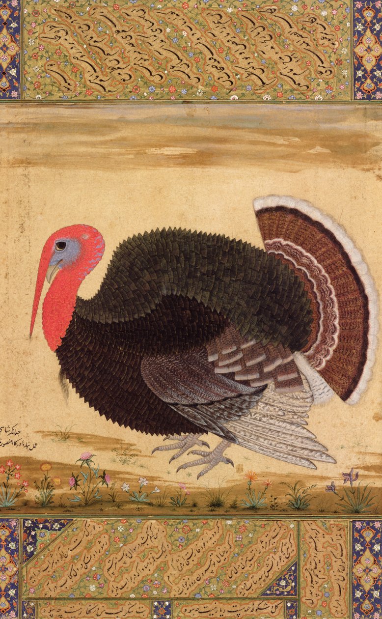 Een kalkoenhaan, gebracht naar Jahangir uit Goa in 1612, uit het Wantage Album, Mughal, c.1612 door Mansur