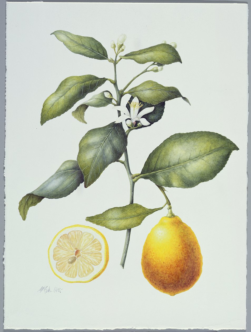 Citrus Limon, 1995 door Margaret Ann Eden