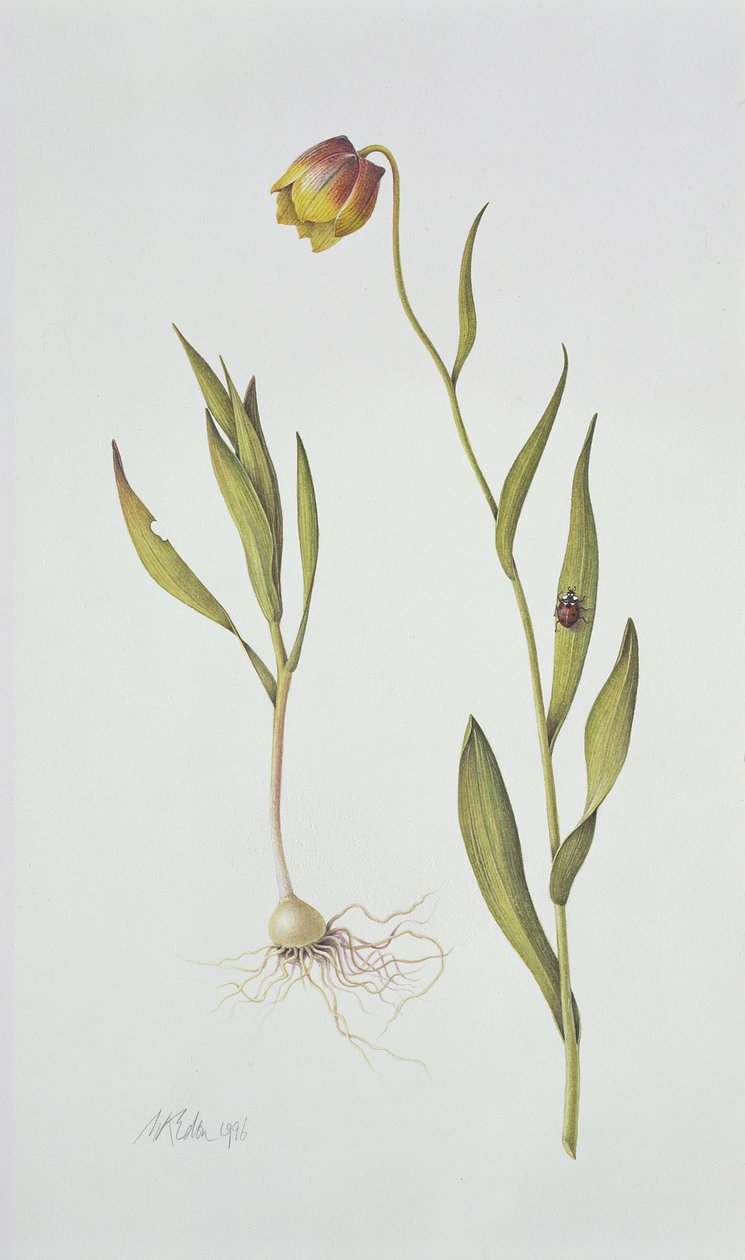 Fritillaria Michailovsky, 1996 door Margaret Ann Eden
