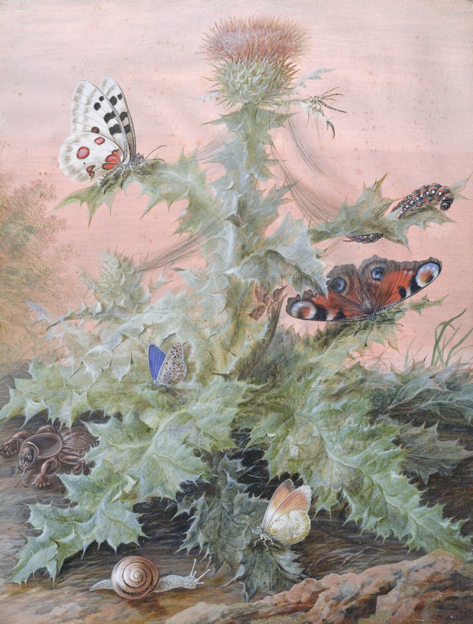 Insecten Rond een Distel, 1700 door Margaretha Barbara Dietzsch