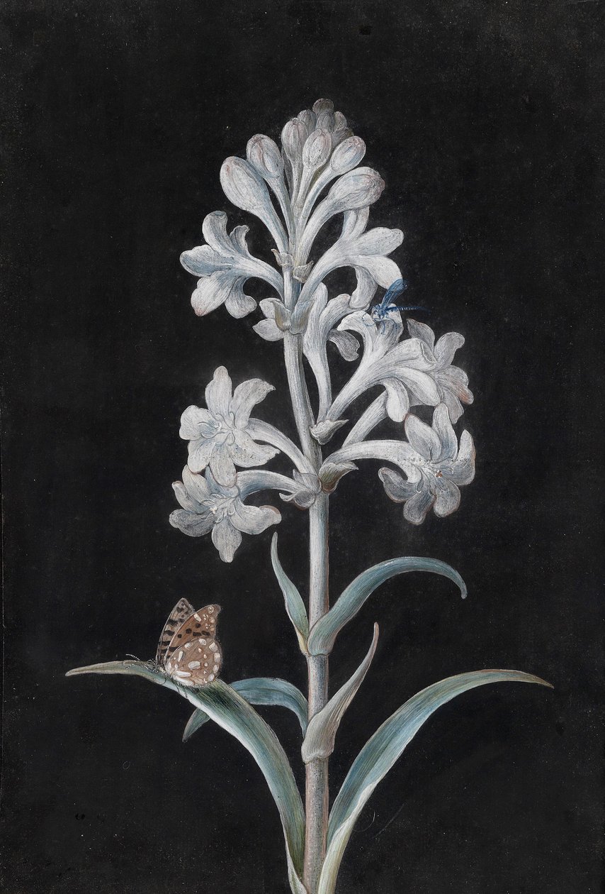 Witte hyacint met insecten door Margaretha Barbara Dietzsch
