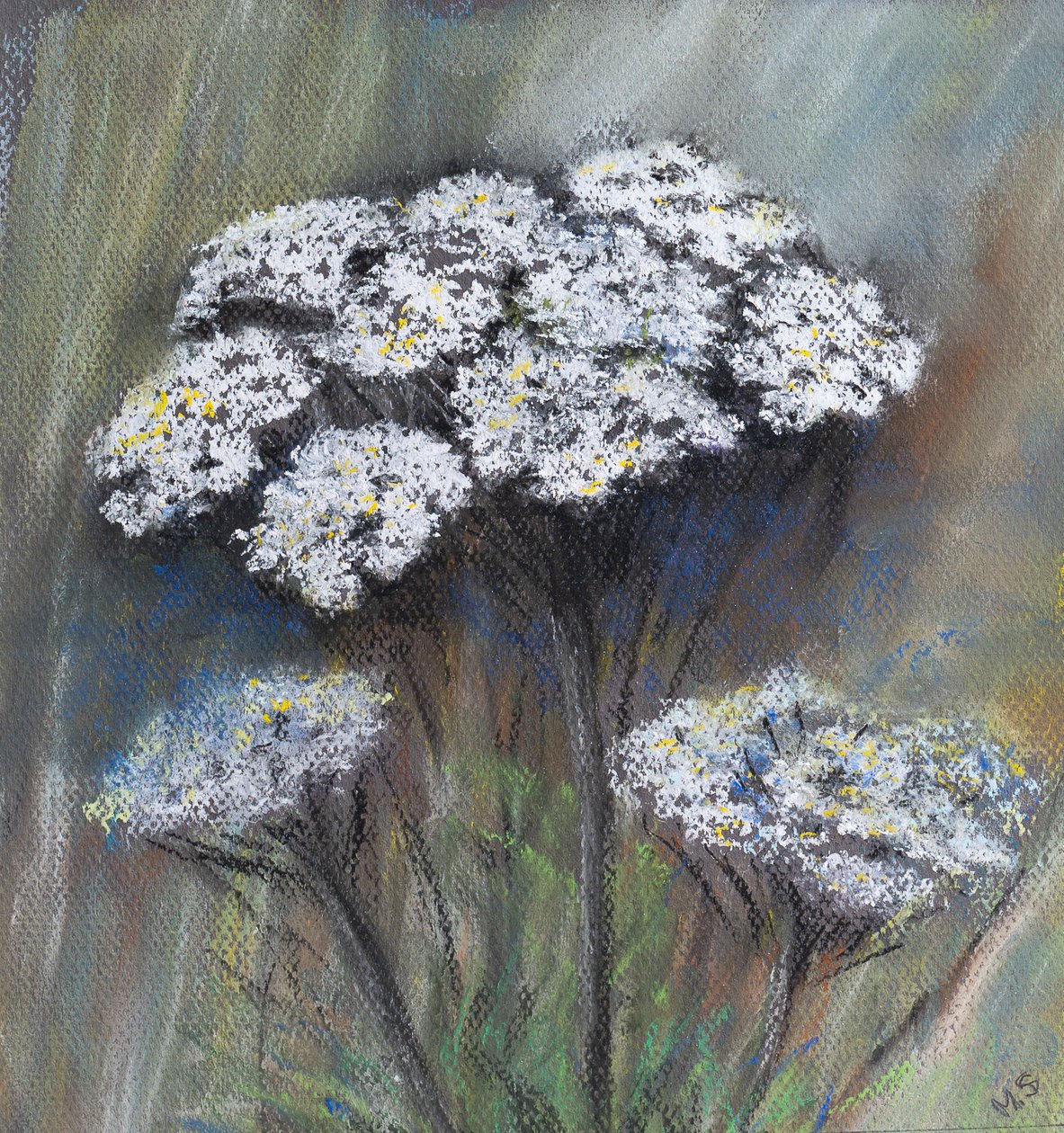 Fluitenkruid (Anthriscus Sylvestris) door Margo Starkey