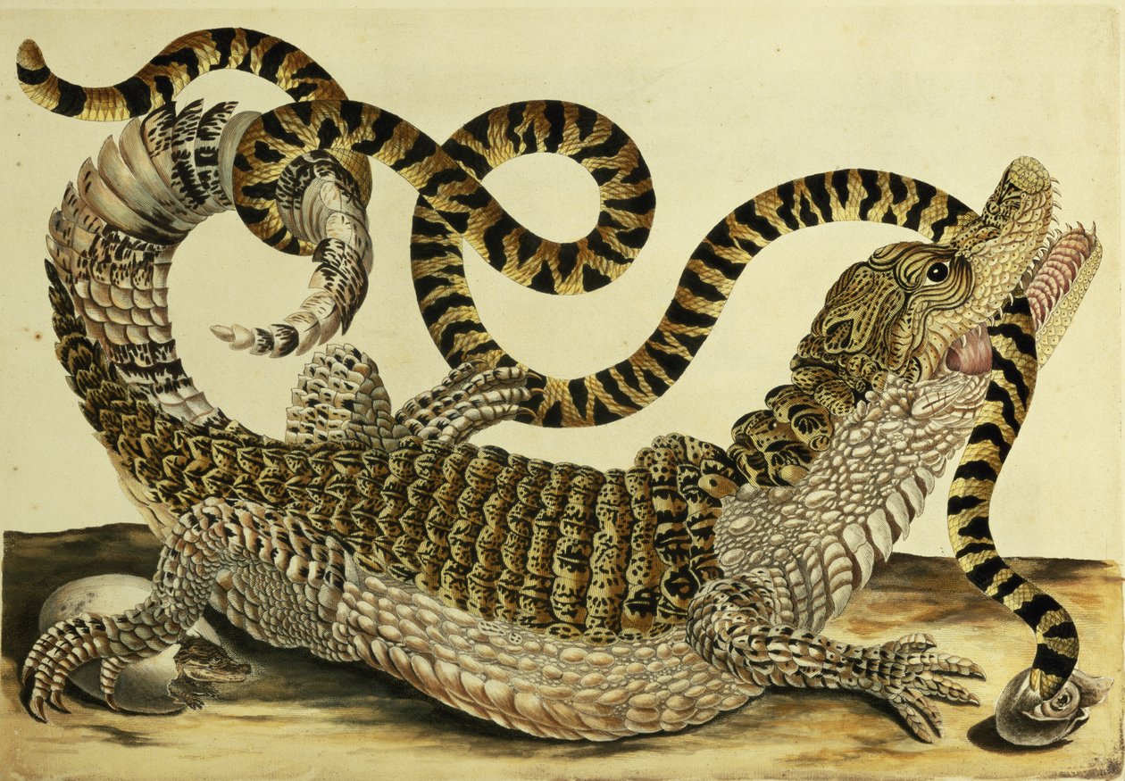 Alligator en Slang door Maria Sibylla Merian