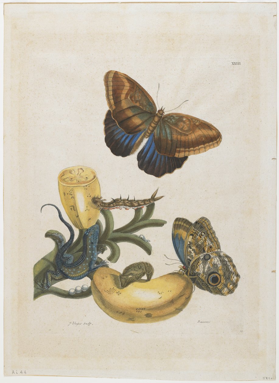 Bananen en blauwe hagedis, 1705-71 door Maria Sibylla Merian