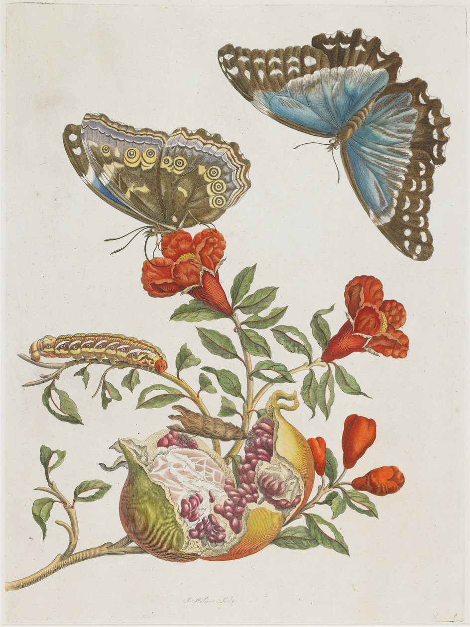 Blauwe vlinders en granaatappel, 1705-1771 door Maria Sibylla Merian