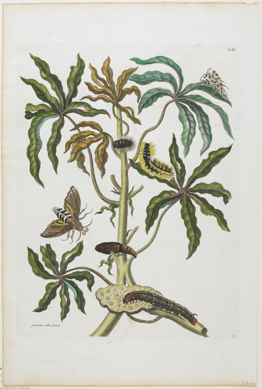 Rupsen en Insecten met Bladgroen, 1705-71 door Maria Sibylla Merian