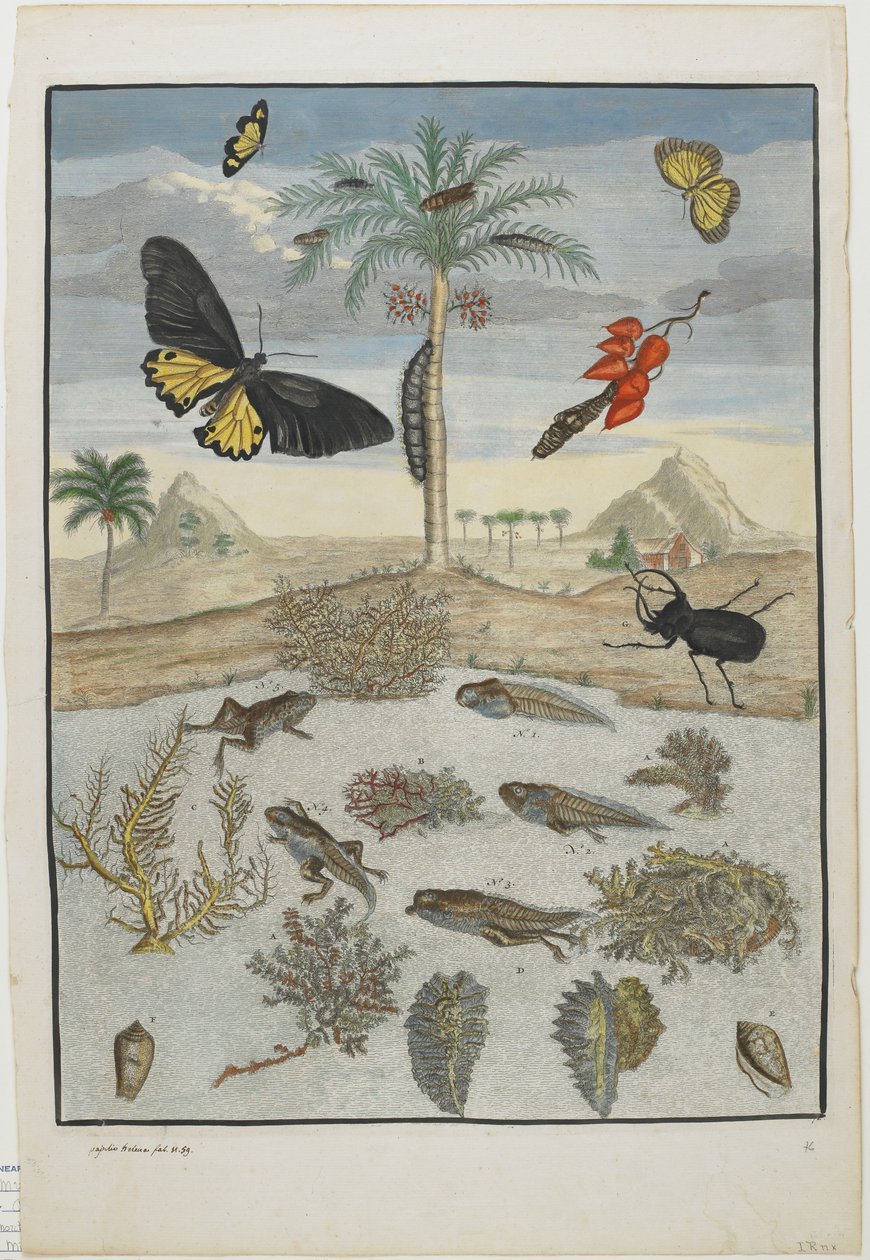 Insecten en Vissen met Eiland Achtergrond, 1705-71 (handgekleurde ets en gravure) door Maria Sibylla Merian