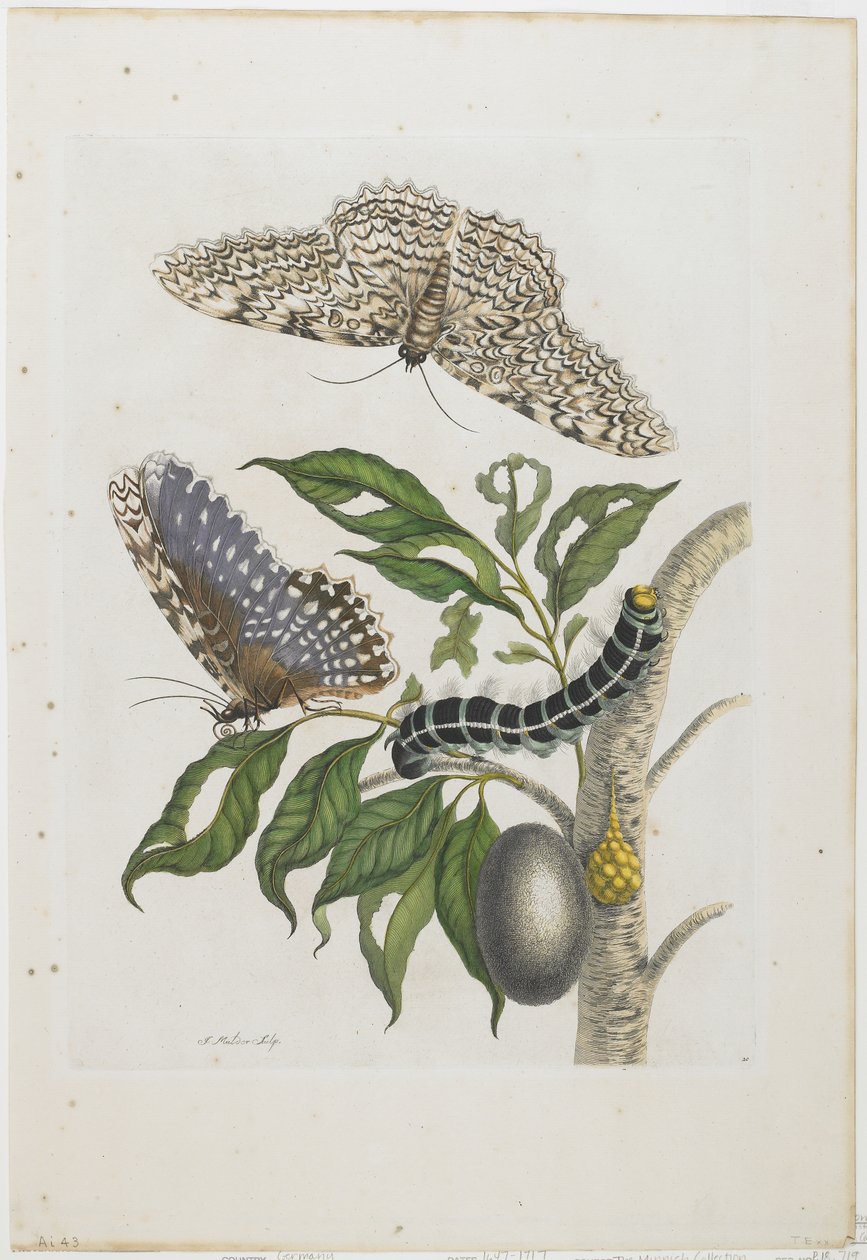 Motten, rupsen en gebladerte door Maria Sibylla Merian