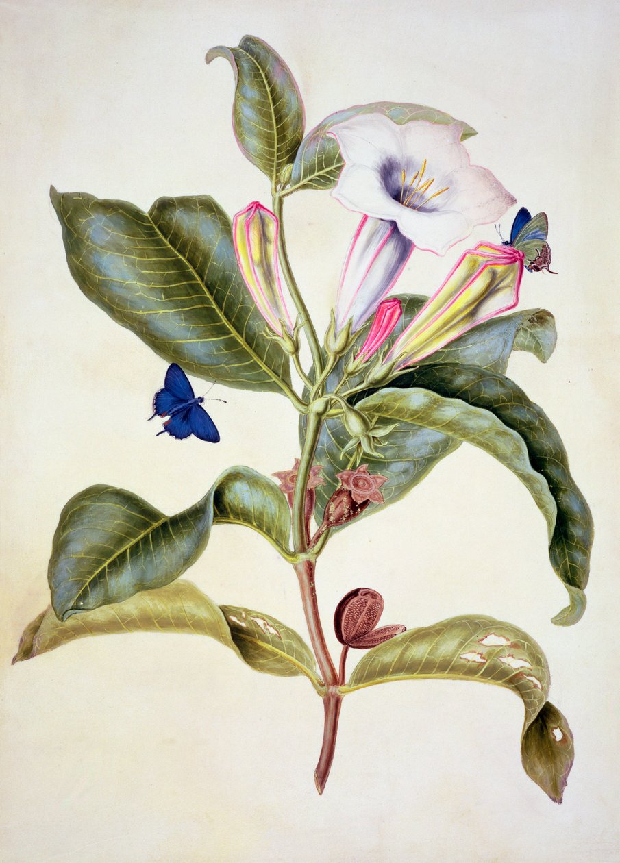 No.3055c Doornappel (Datura Wrightii) door Maria Sibylla Merian