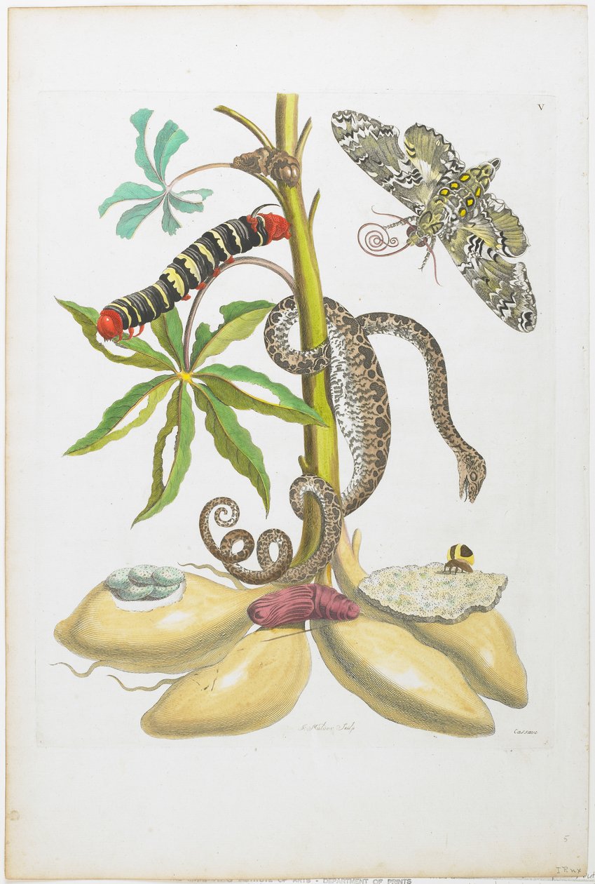 Slang, Rups, Vlinder en Insecten op Plant door Maria Sibylla Merian