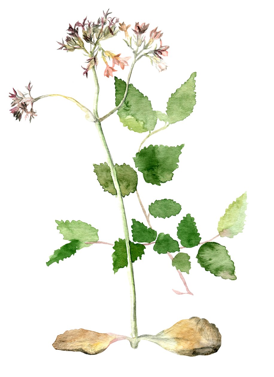 Bloemen, 2018 door Maria Basea
