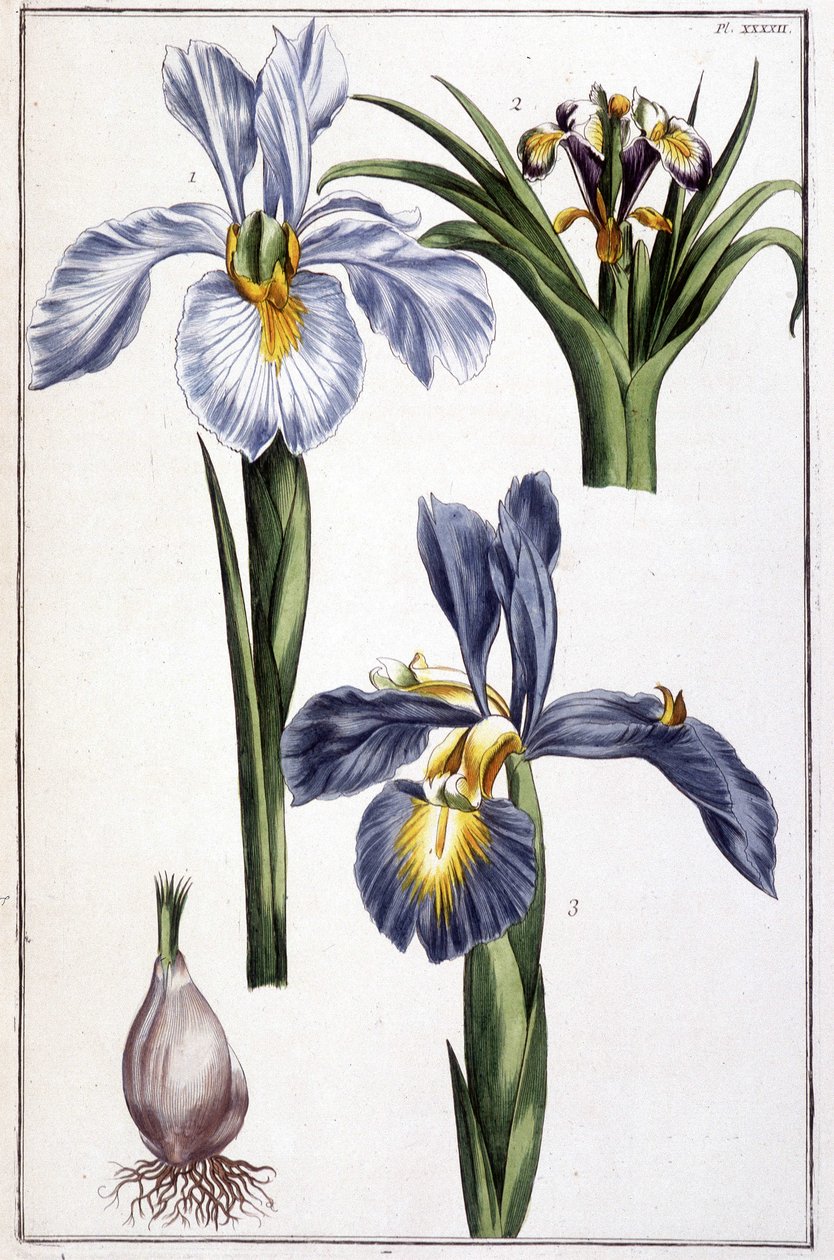 Onbekend beeld door Maria Sibylla Merian
