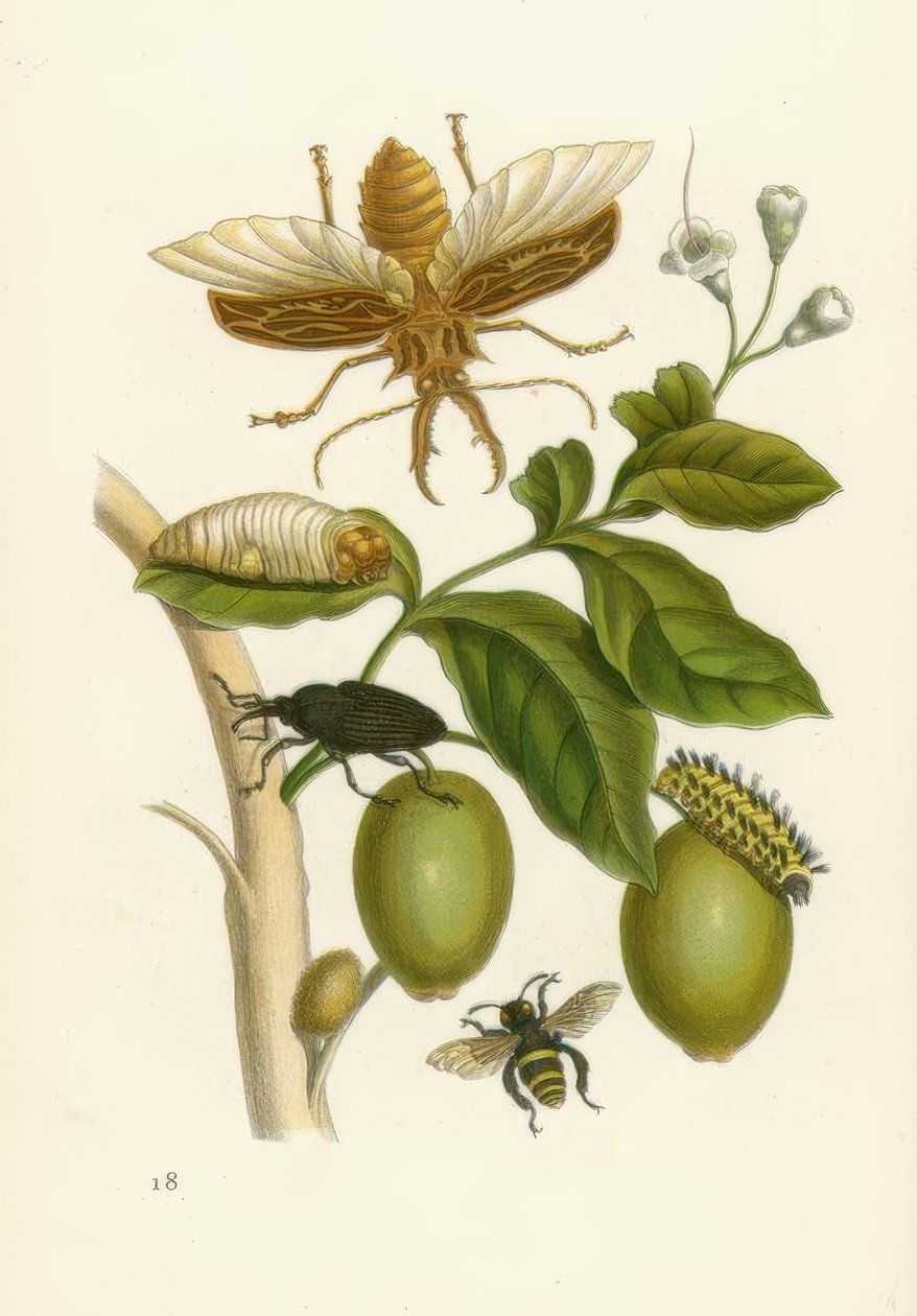 Tabroubabaum, Kevers ... / M.S.Merian door Maria Sibylla Merian