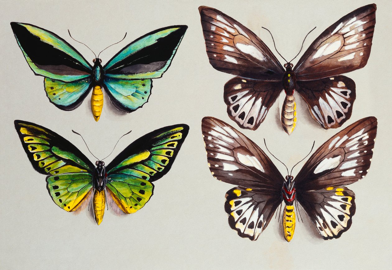 Vier Birdwing Vlinders door Marian Ellis Rowan