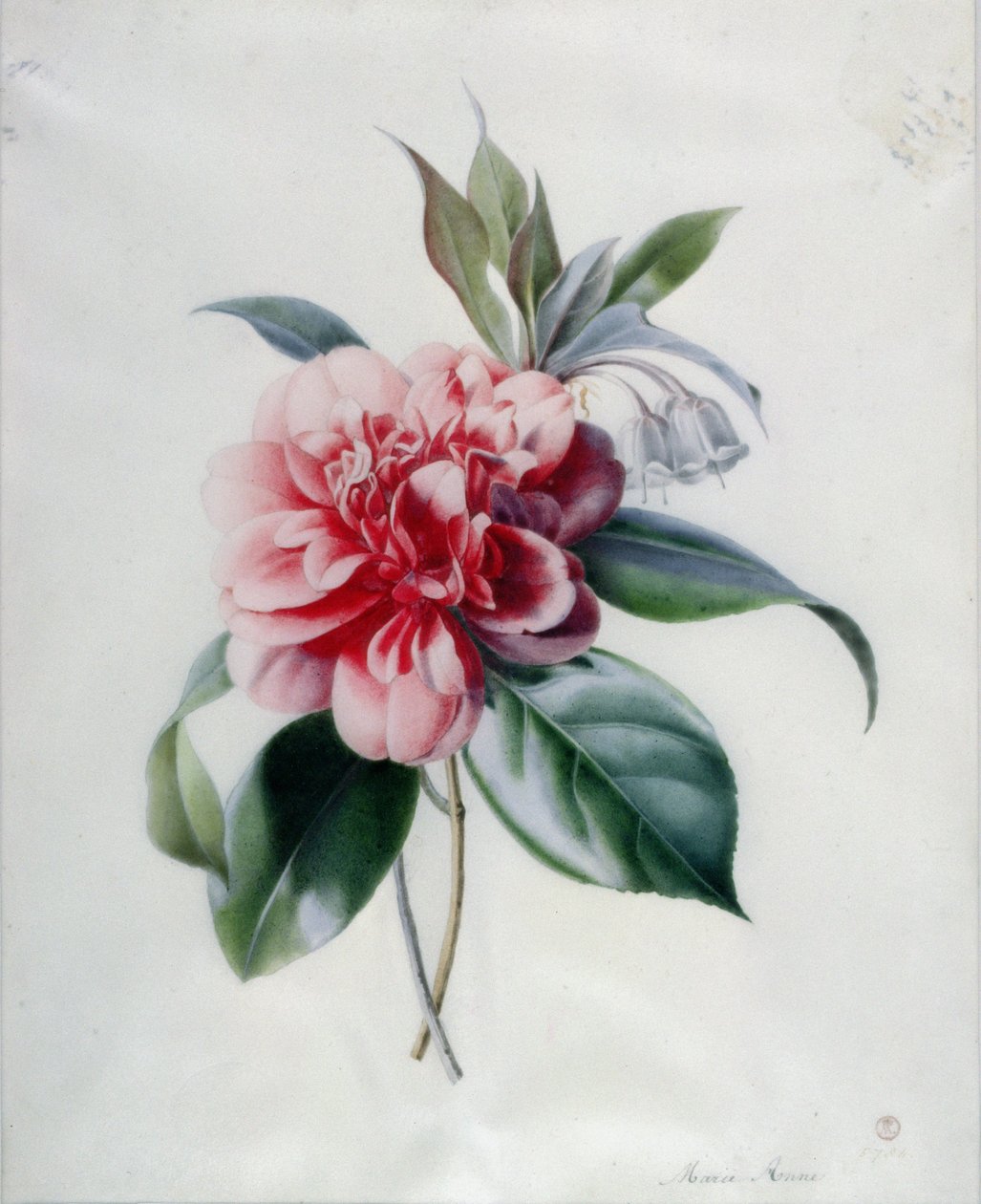 Camellia door Marie Anne
