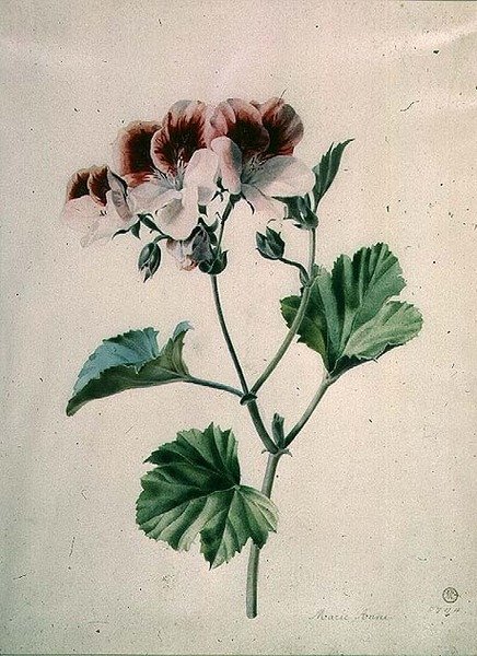 Geranium door Marie Anne