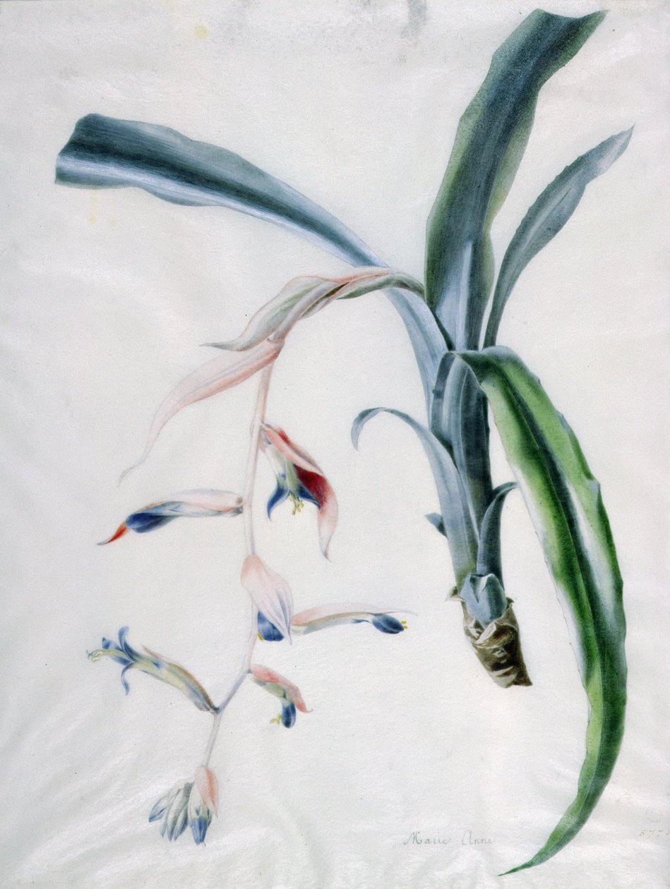 Orchidee, 18e eeuw door Marie Anne
