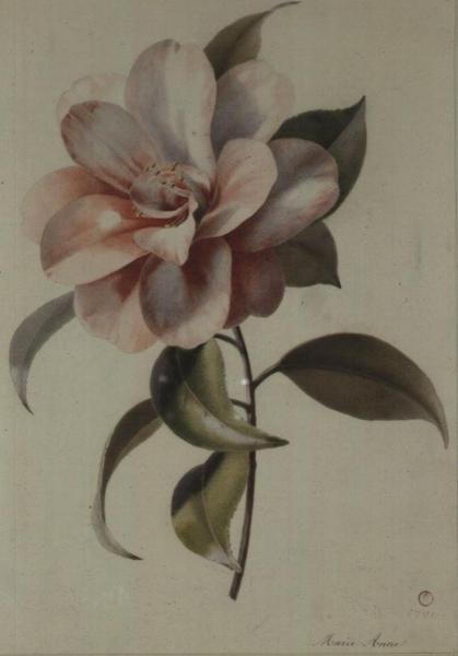 Camellia door Marie Anne