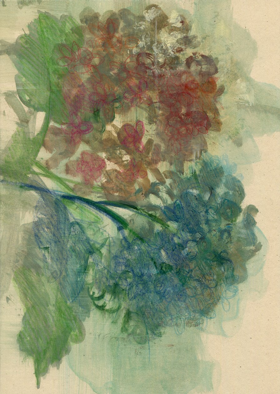 Hortensia