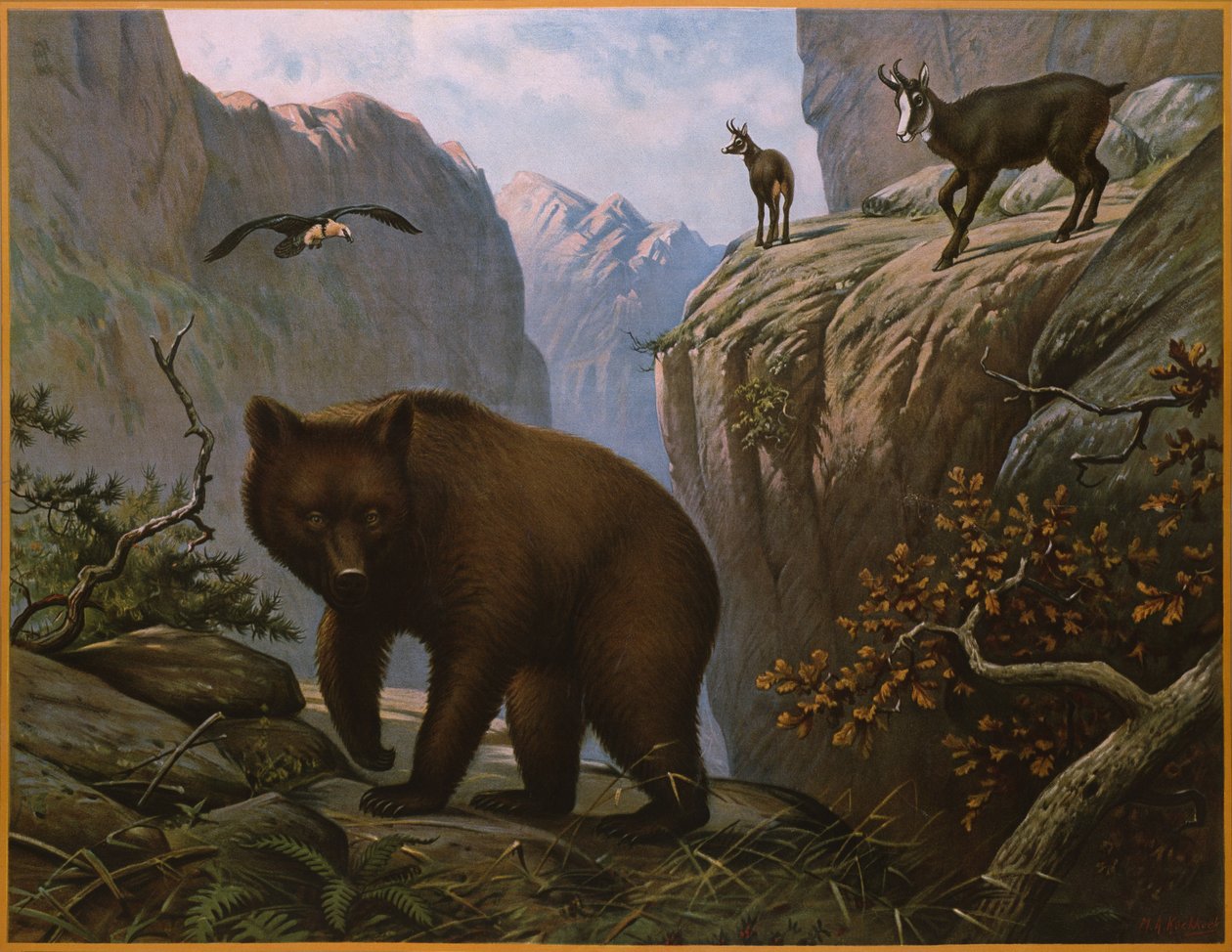 Wilde dieren die in de Alpen leven door Marinus Adrianus Koekkoek