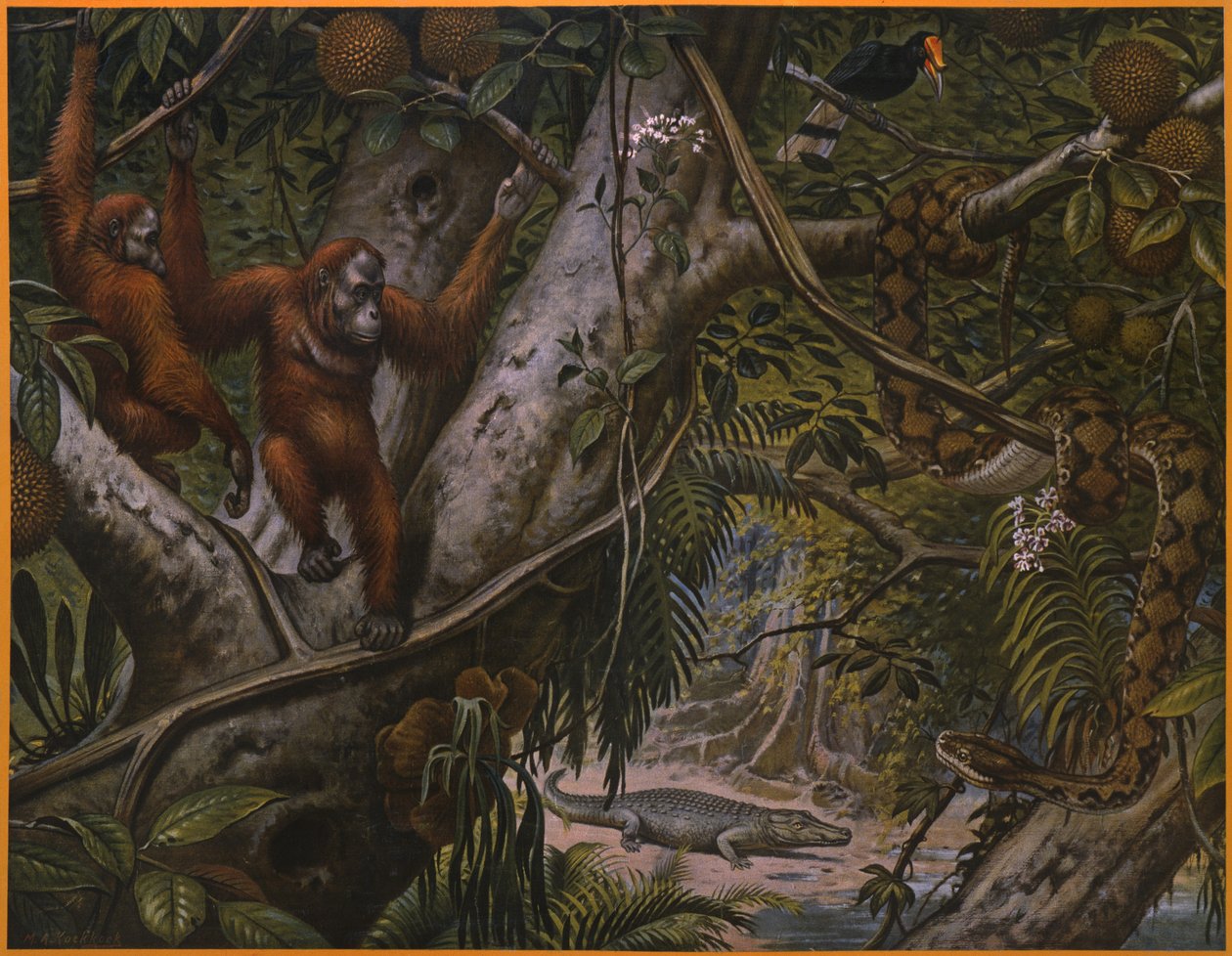 Wilde dieren van het regenwoud door Marinus Adrianus Koekkoek