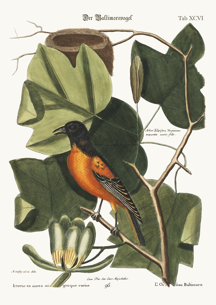 De Baltimore Vogel, 1749-73 door Mark Catesby