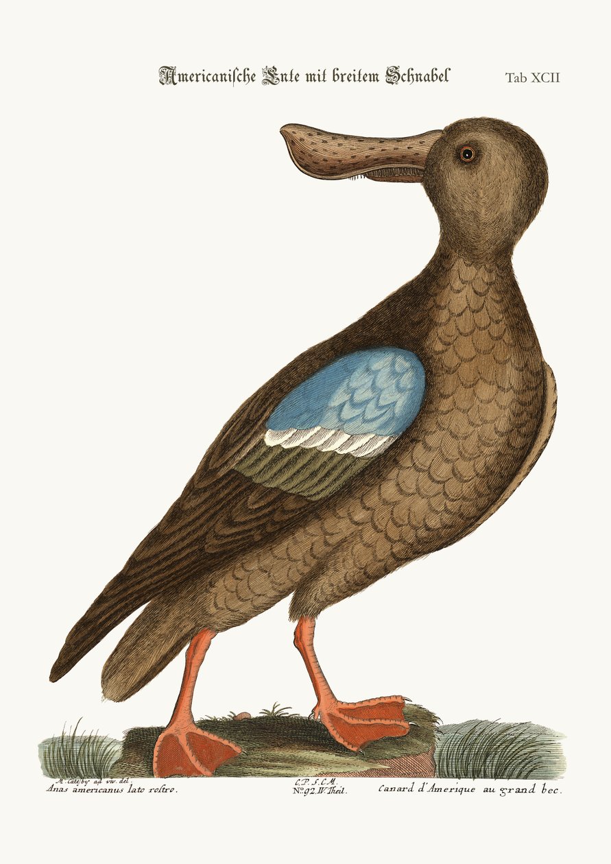 De Blauwvleugel Lepelaar, 1749-73 door Mark Catesby