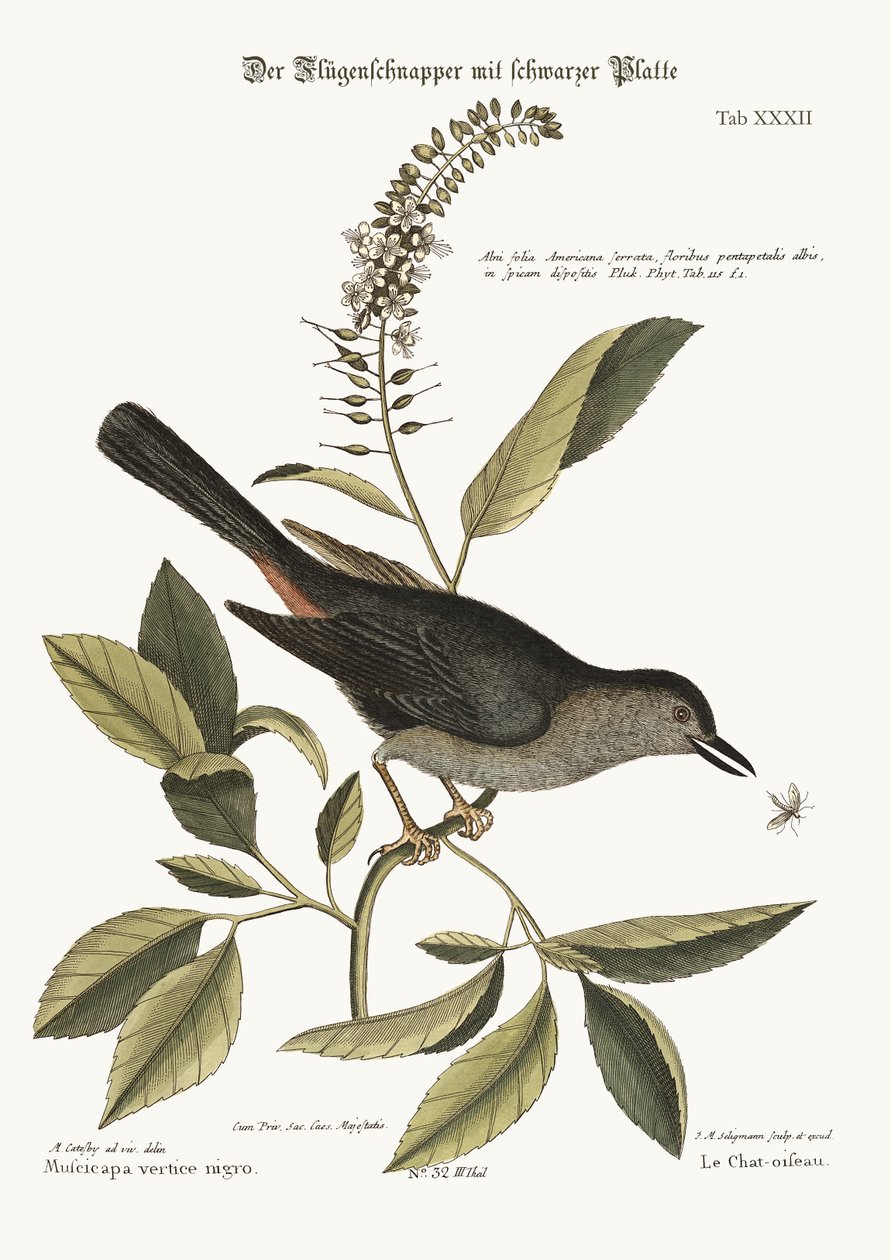 De Katvogel, 1749-73 door Mark Catesby
