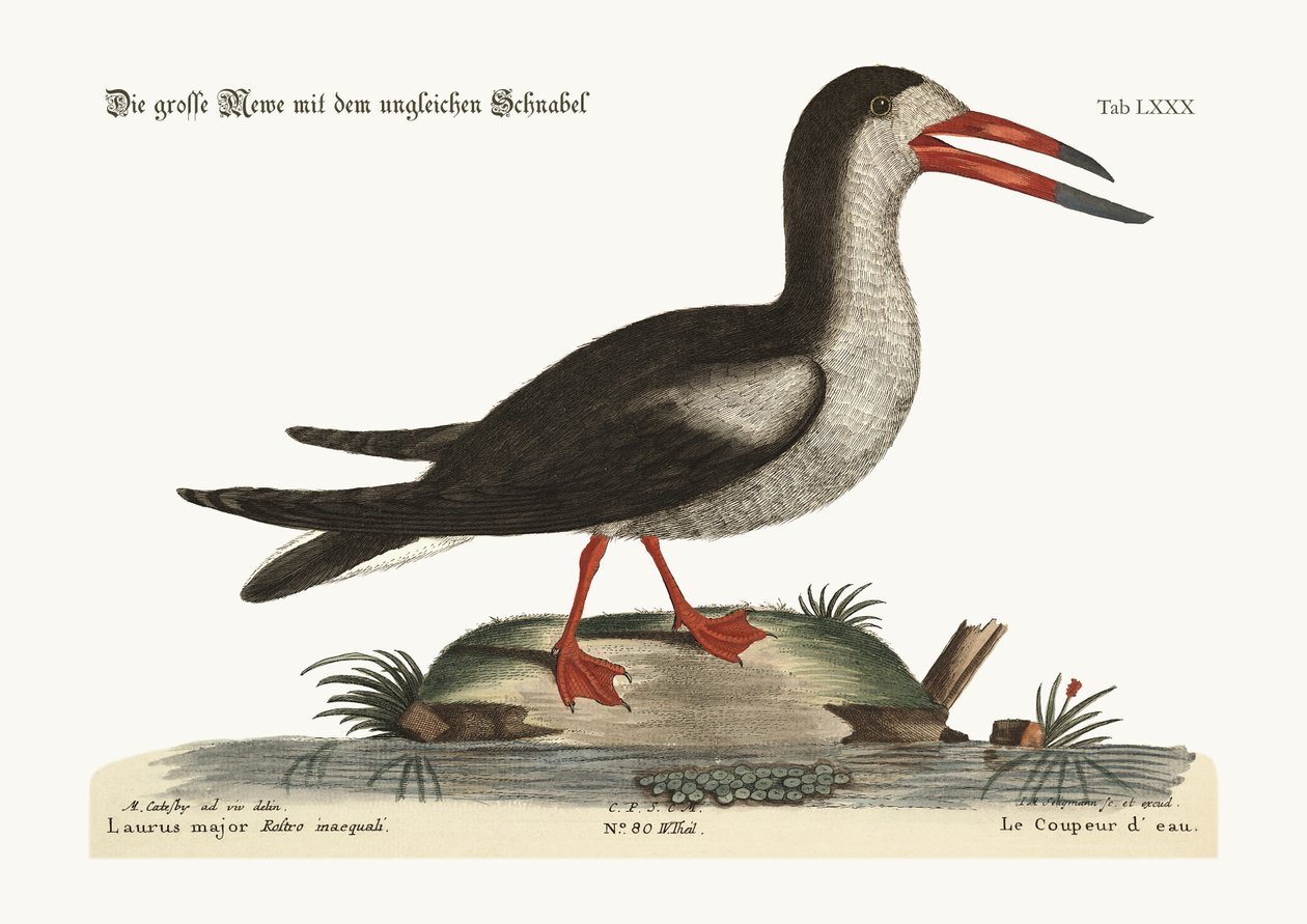 Het Snijwater, 1749-73 door Mark Catesby