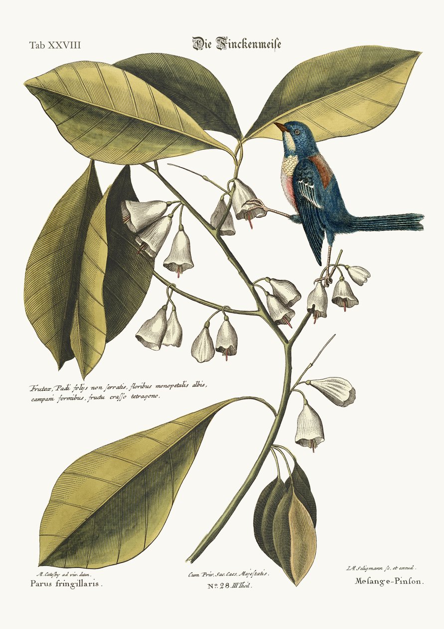 De vink-kruiper, 1749-73 door Mark Catesby