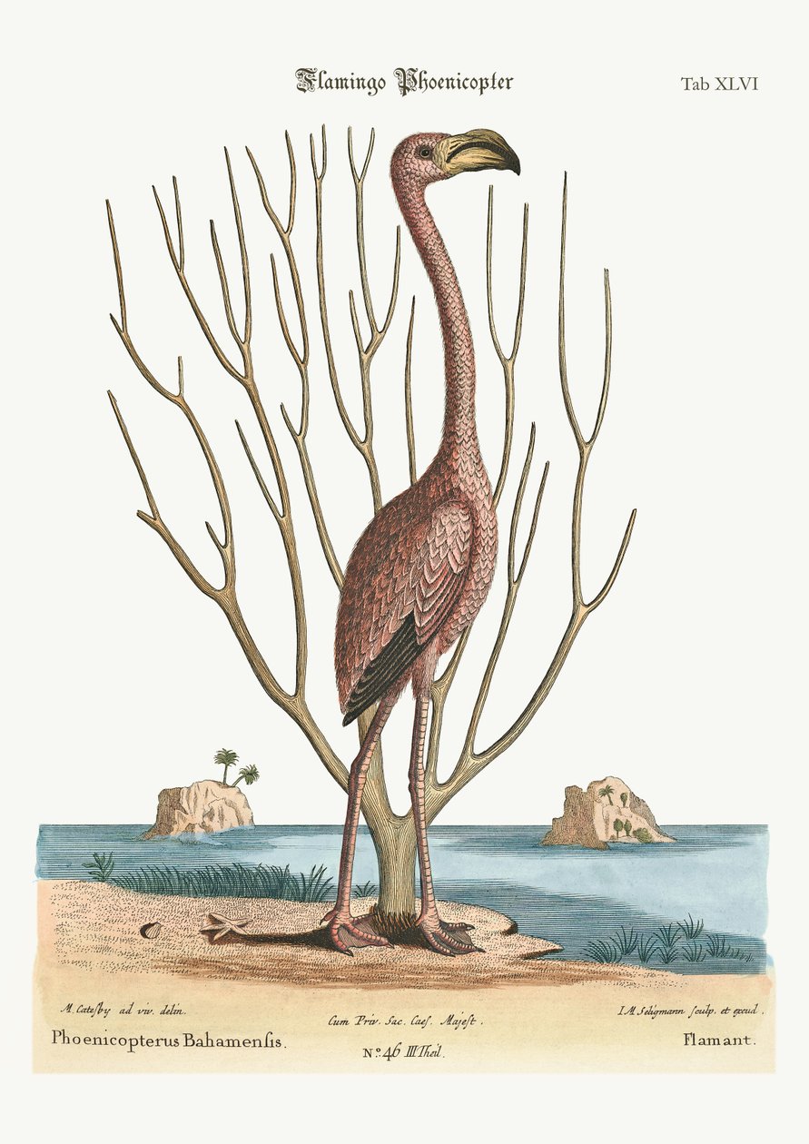 De flamingo, 1749-73 door Mark Catesby