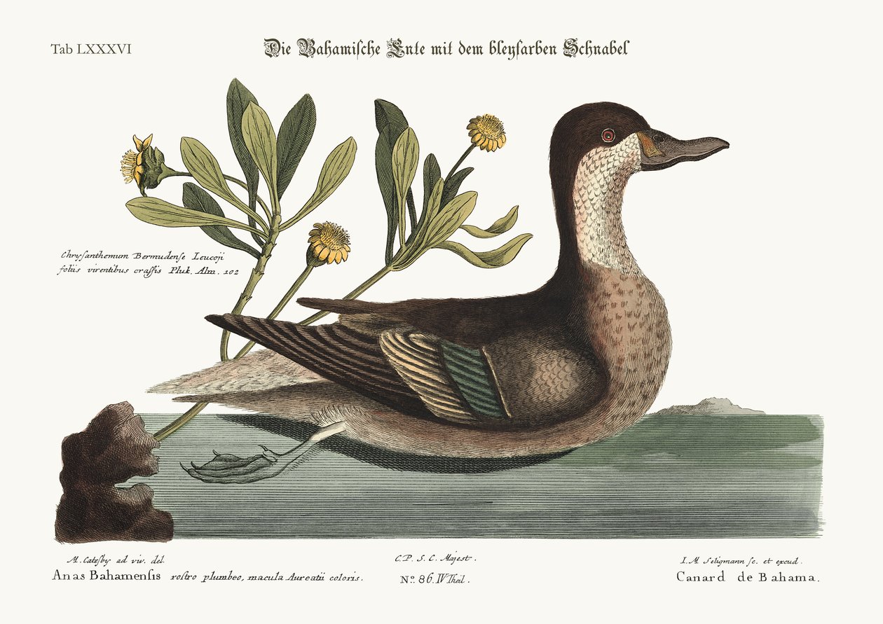 De Ilathera Eend, 1749-73 door Mark Catesby