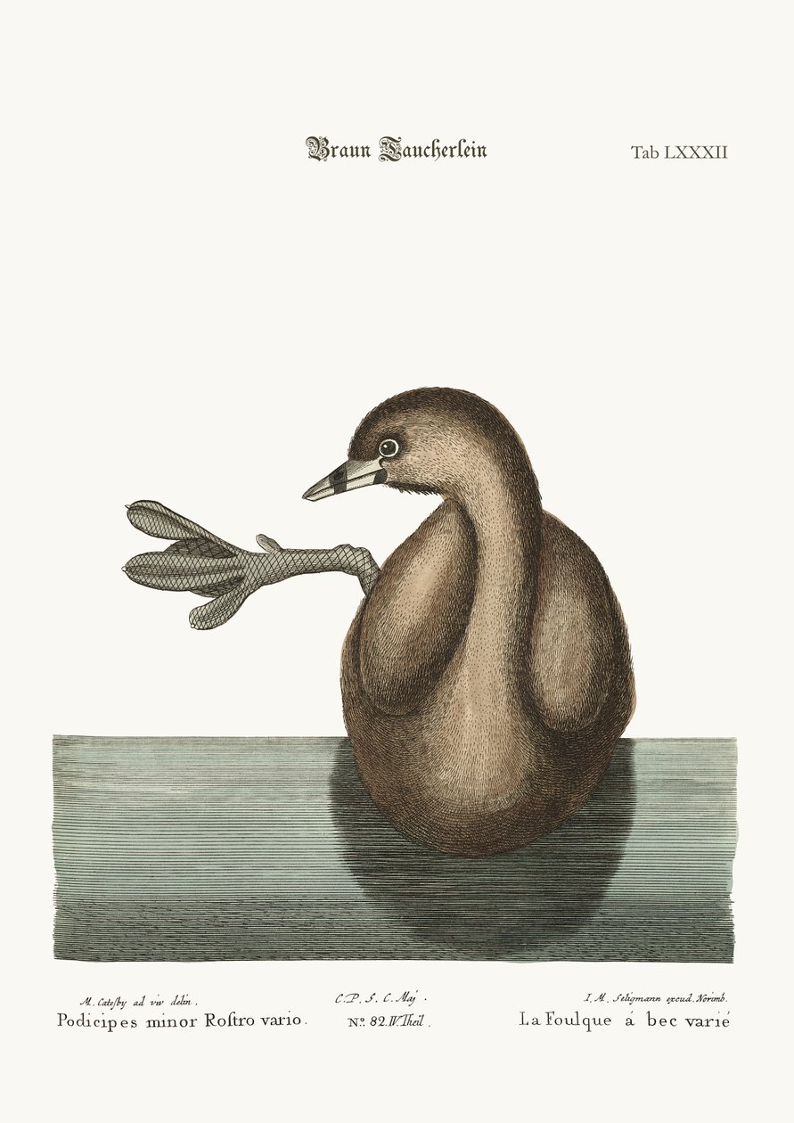 De Gevlekte Dobchick, 1749-73 door Mark Catesby