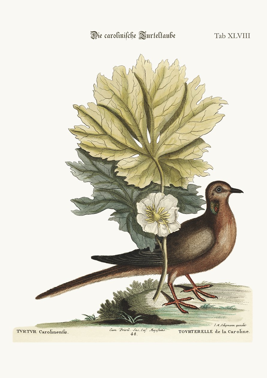De schildpad van Carolina, 1749-73 door Mark Catesby