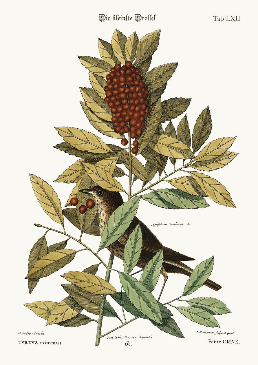 De kleine Lijster, 1749-73 door Mark Catesby