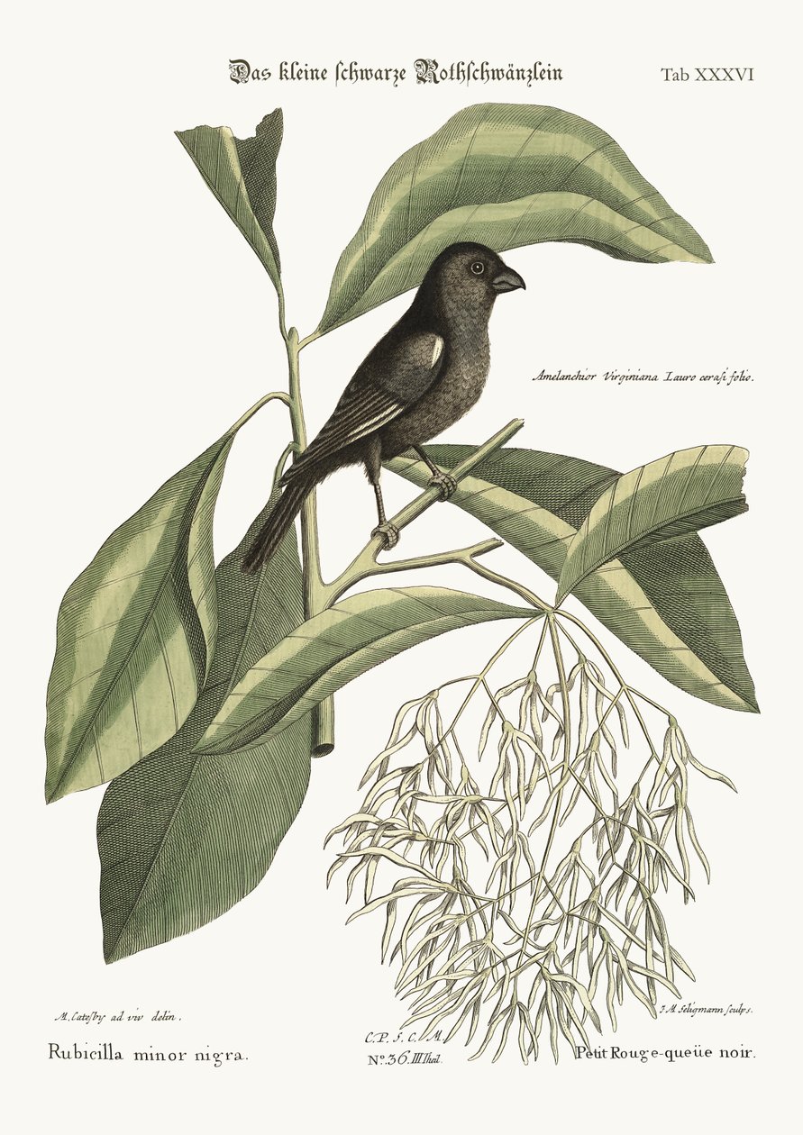 De kleine zwarte vink, 1749-73 door Mark Catesby