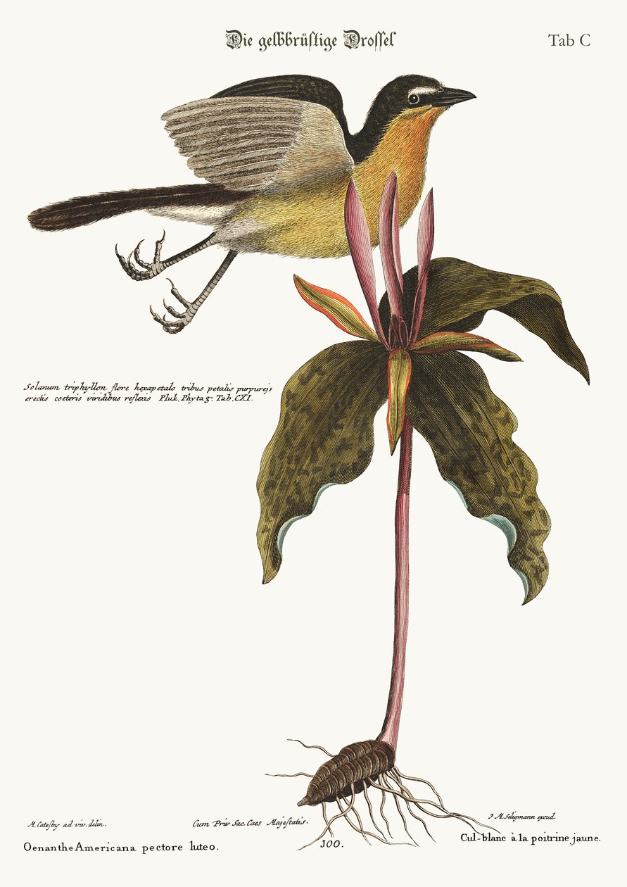 De Geelborstzanger door Mark Catesby