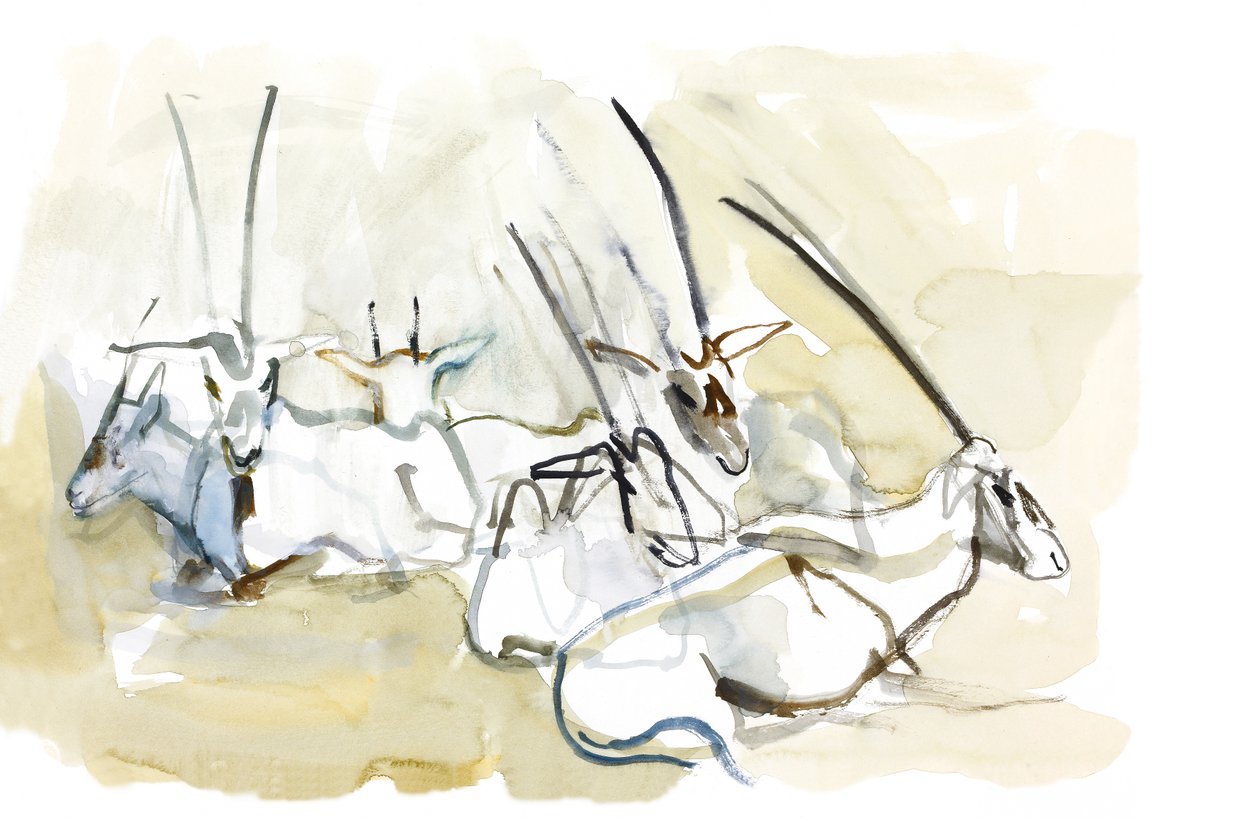 Arabische Oryx, 2010 door Mark Adlington