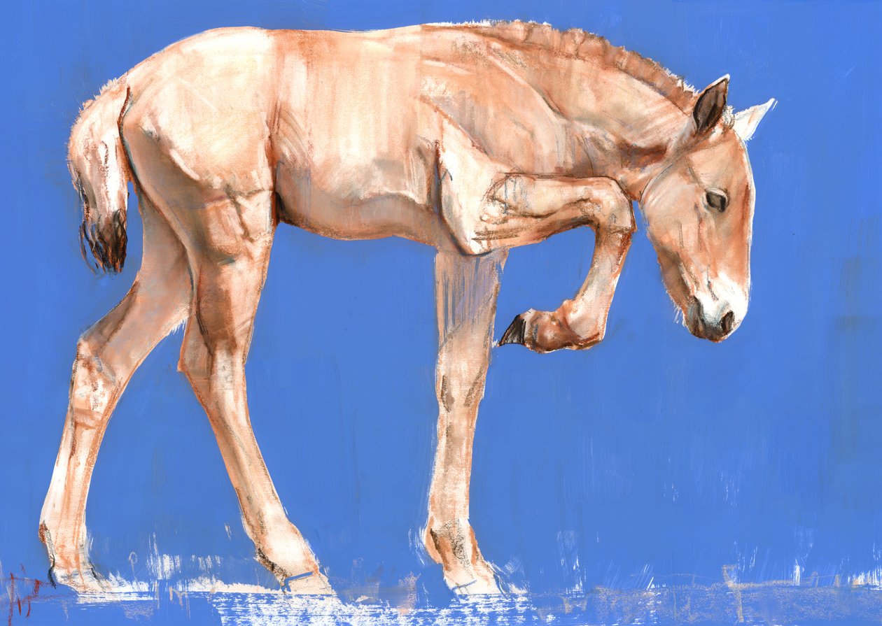 Przewalski Veulen, 2012 door Mark Adlington