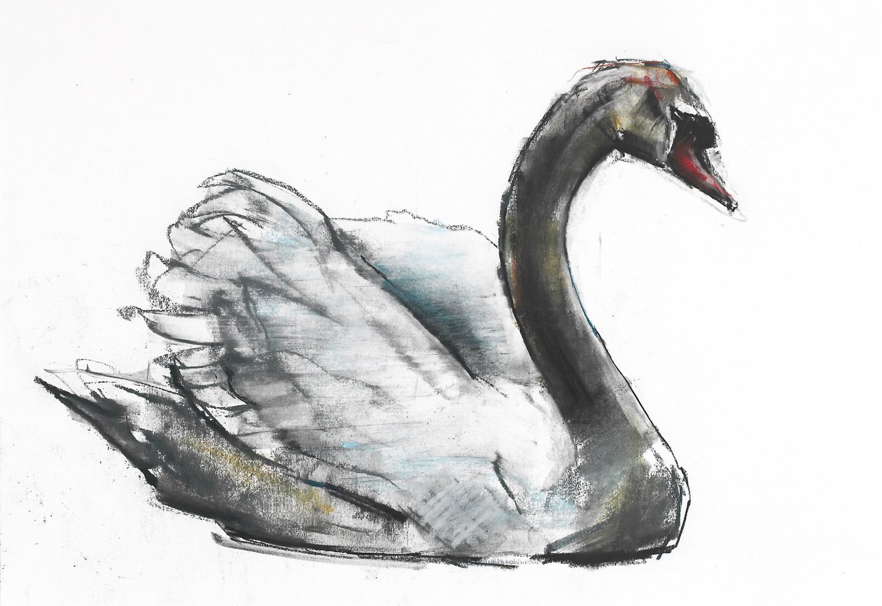 Zwaan door Mark Adlington