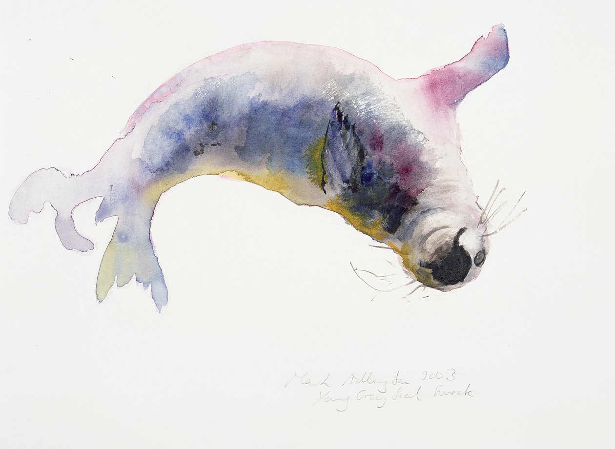 Jonge grijze zeehond, Gweek, 2003 door Mark Adlington