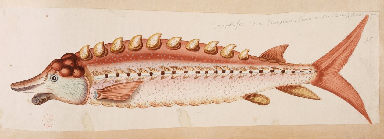 Een vis. door Mark Catesby
