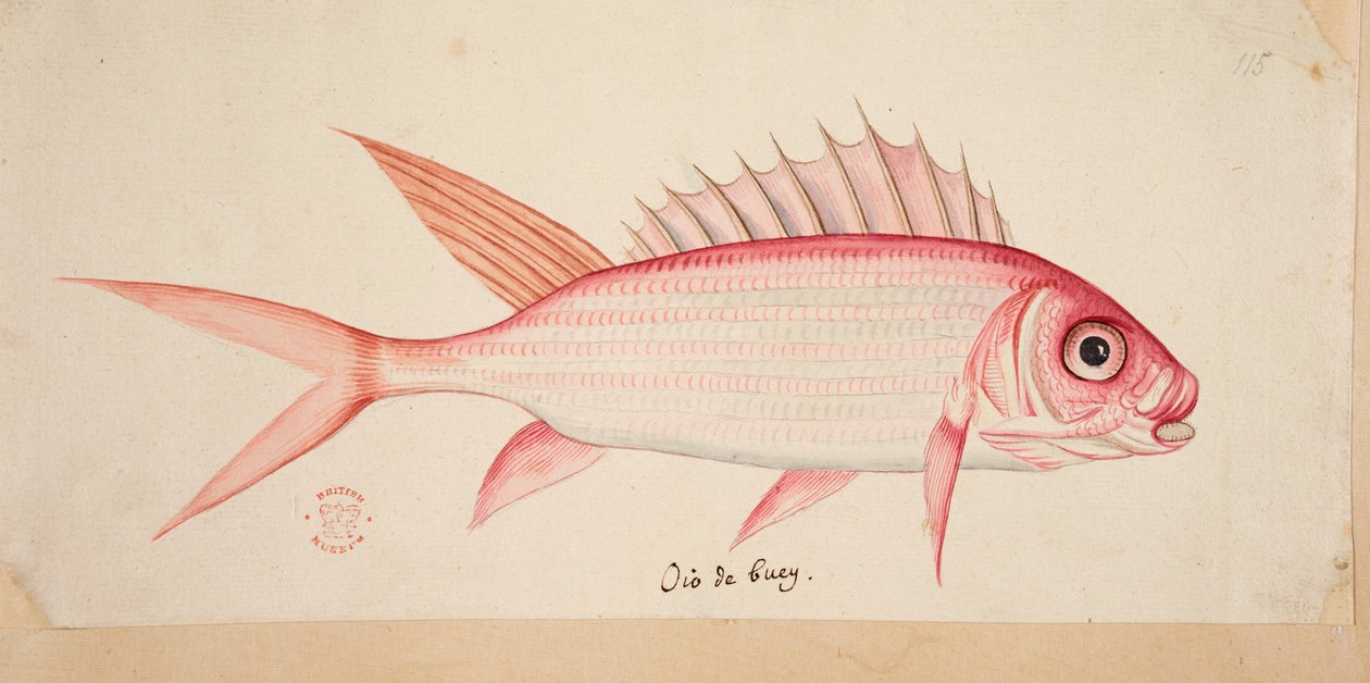 Een vis door Mark Catesby