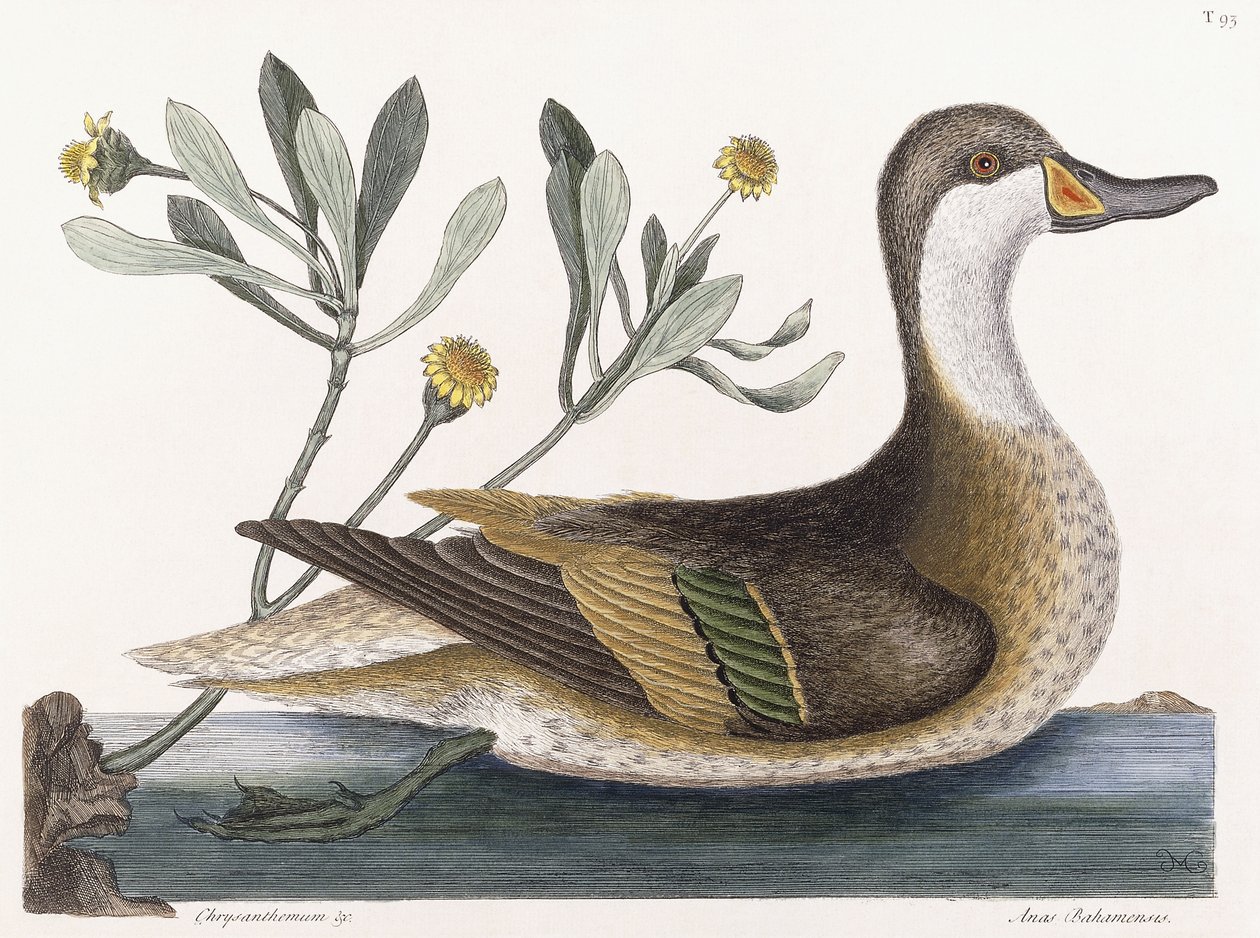 Chrysant &c door Mark Catesby
