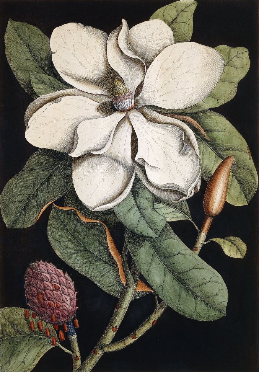 Laurierboom door Mark Catesby