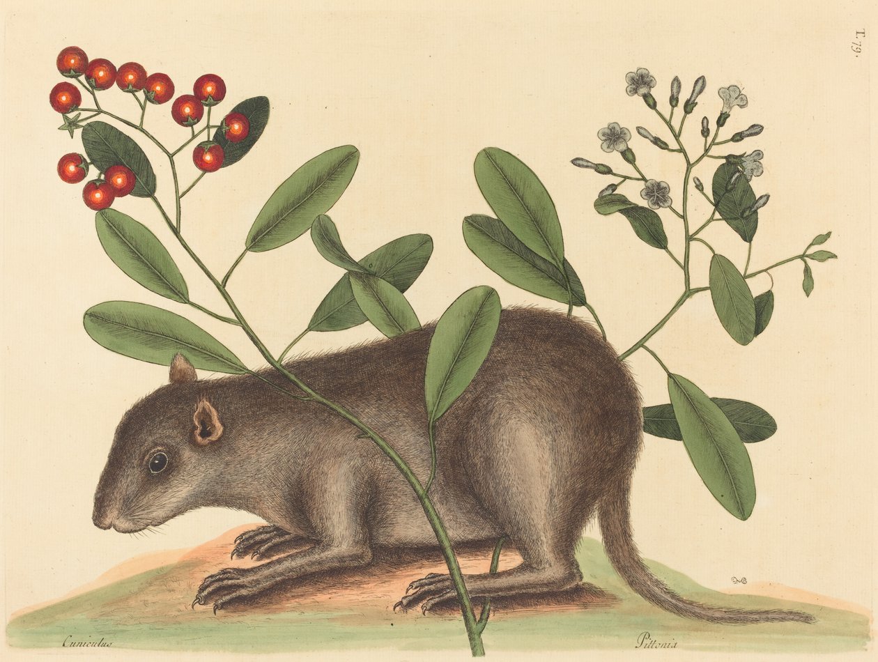 De Bahama Coney (Mus Monax) door Mark Catesby